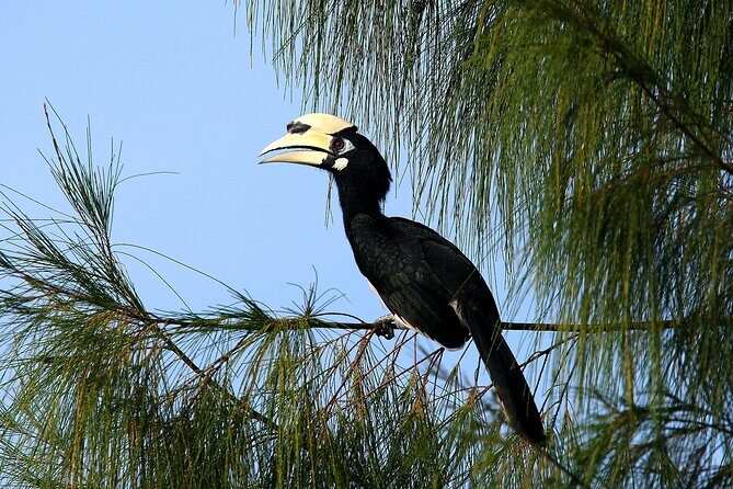 Birdwatching: Desaru's Winged Gems - What to Expect from the Tour
