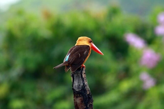 Birdwatching Tour in Langkawi - Final Thoughts