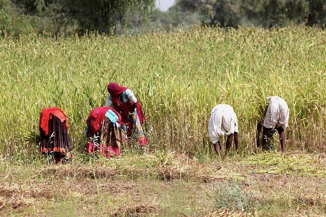 Bishnoi Village Safari - Authenticity and Value