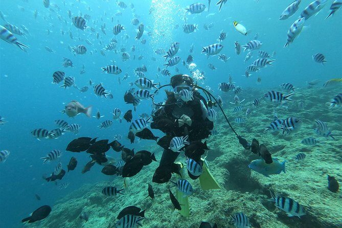 Blue Cave Area Experience Diving!Free feeding & photo images Chinese guide available!1 group with a dedicated instructor - The Experience’s Flow and Practicalities