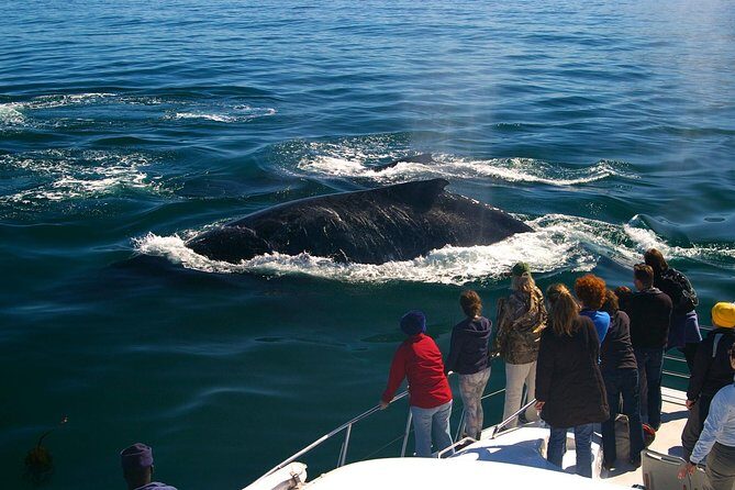 Boat Based Whale Watching from Hermanus - The Experience’s Highlights