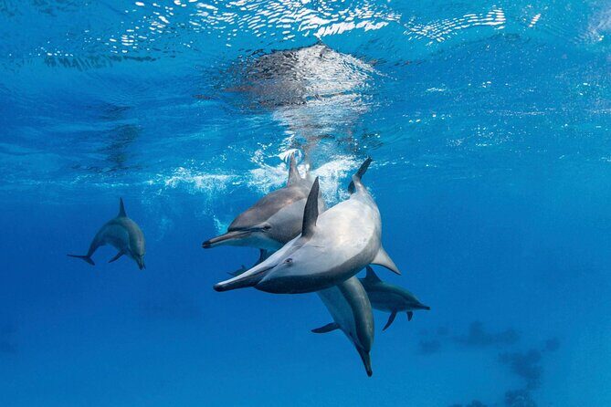 Boat Trip to Dolphin House Guided Swimming with Lunch in Hurghada - Final Thoughts