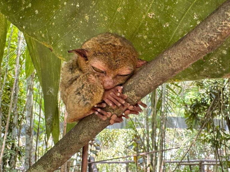 Bohol: Budgeted Countryside with Buffet Lunch Private Tour - Practical Details and What to Expect