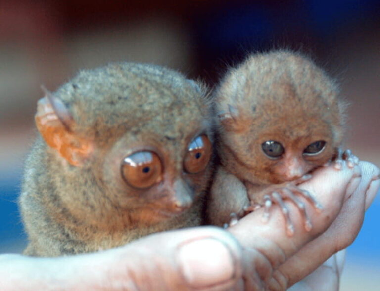 Bohol: Choco Tour & Tarsiers with Lunch - The Value and Practicality of the Tour