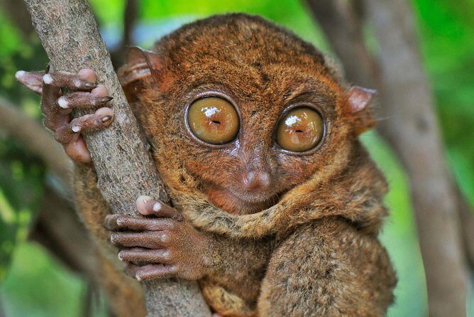 Bohol Countryside Day Tour from Cebu City or Mactan - Best Seller - What Travelers Say and What It Means for You