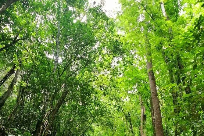 Bohol Countryside Tour to Chocolate Hills and Loboc River - Authenticity and Guide Experience
