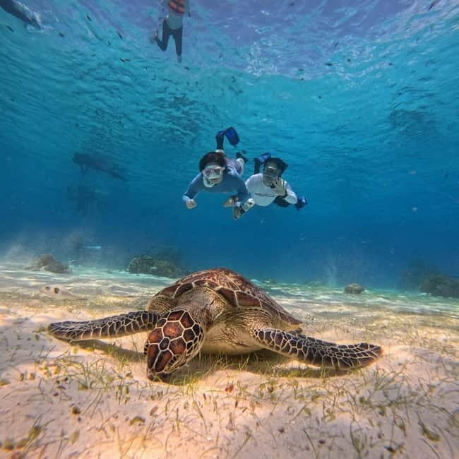BOHOL: Dolphin Watching, Turtle Swim and Island Party - The Pros and Cons