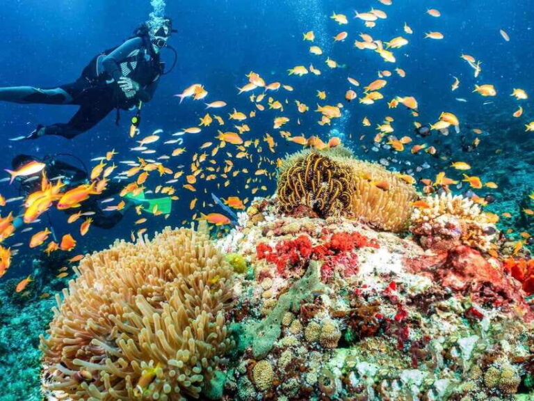 Bohol: First-Time Scuba Dive - No Experience Needed - Why This Experience Works