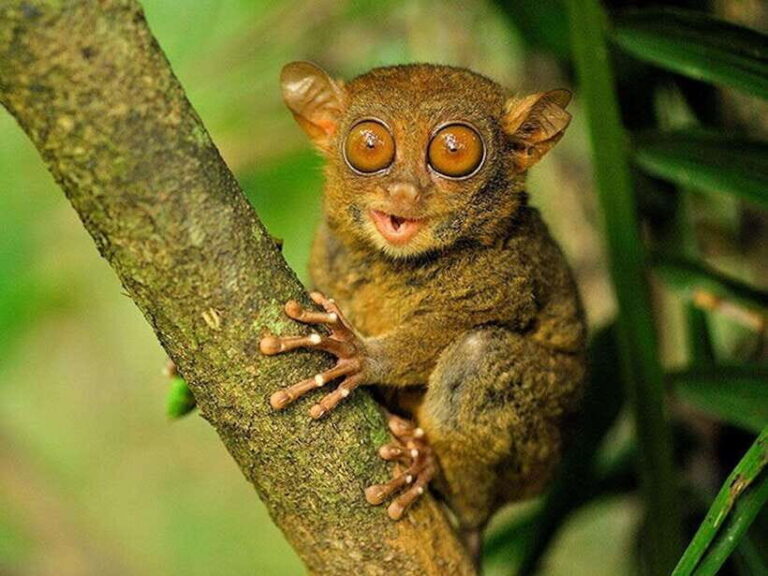 Bohol: Guided Chocolate Hills & Tarsiers Tour - A Closer Look at the Itinerary