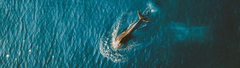 Bohol: Pamilacan Island Dolphin/Turtle Watching Tour & Lunch - A Deep Dive into the Pamilacan Adventure