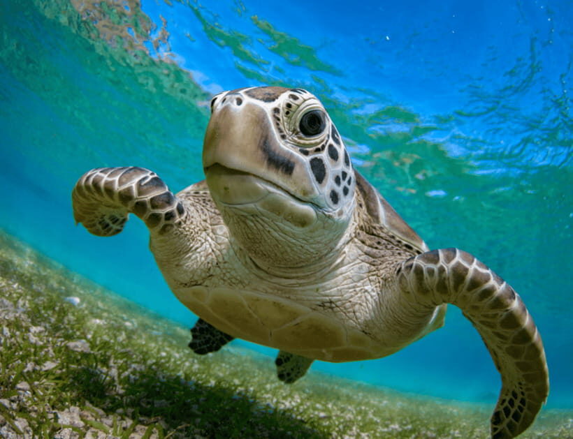 Bohol: Panglao Island Hopping & Dolphin Watching Tour - Authentic Experiences and Potential Drawbacks