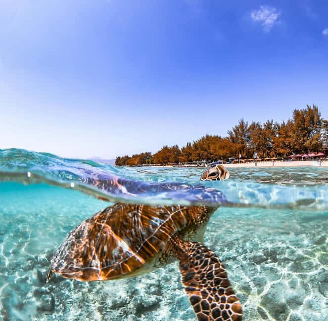 Bohol, Philippines: Pamilacan Island Tour with Dolphins - Final Thoughts: Who’s the Pamilacan Island Tour For?