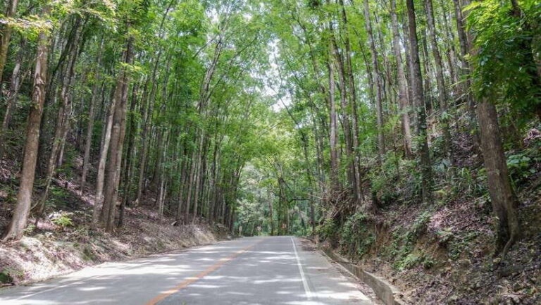 Bohol: Private Countryside Tour with Buffet Lunch - Practical Details and Value