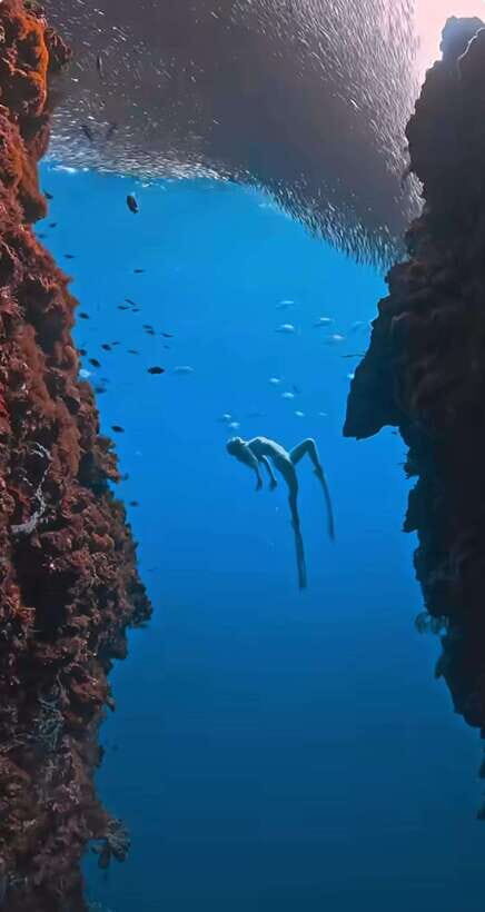 Bohol: Private Sardine Snorkel & Tropical Fish Tour - Who Should Book This Tour?