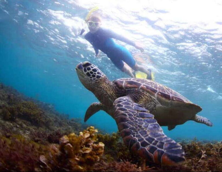 Bohol: Swim with Sea Turtles & Dolphins Island Hopping Tour - Evaluating the Value