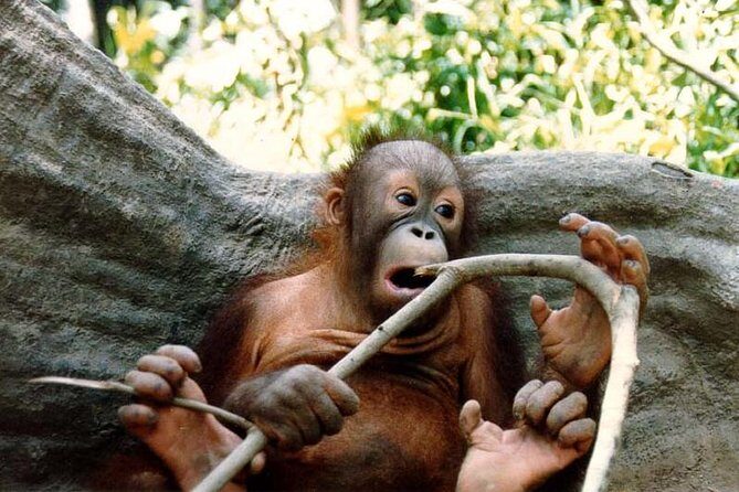 Bornean Sun Bear Conservation Centre & Sepilok Orang Utan Rehab Centre Tour - Final Thoughts: Who Is This Tour Perfect For?