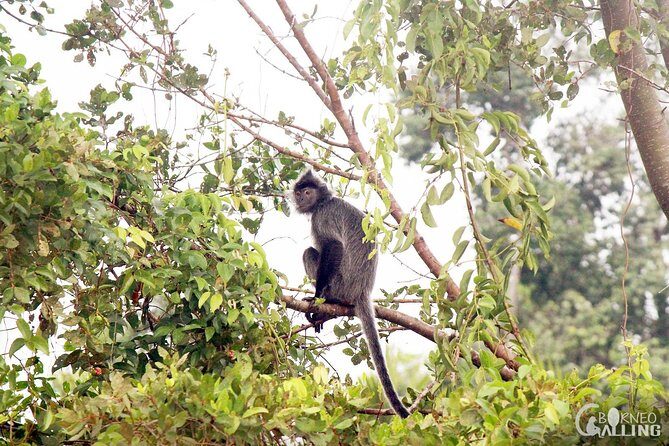 Borneo Kinabatangan River Cruise Day Trip - The Practical Side: Logistics and Value