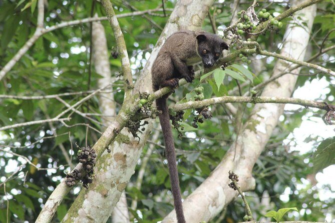 Borneo Wildlife Tour 2 Days 1 Night At Tanjung Bulat Jungle Camp Kinabatangan - An In-Depth Look at the Tour Experience