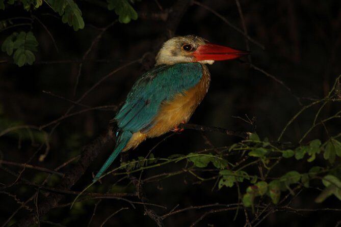 Borneo Wildlife Tour 3 Days 2 Nights At Tanjung Bulat Jungle Camp Kinabatangan - What Could Be Better?