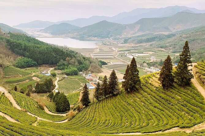 Boseong & Gangjin Green Tea Tour (Private) - Lunch in Boseong-eup