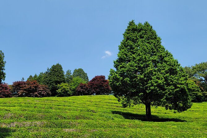 Boseong Tea Plantation & Suncheon National Garden[Train+Bus] - Who Is This Tour Best For?