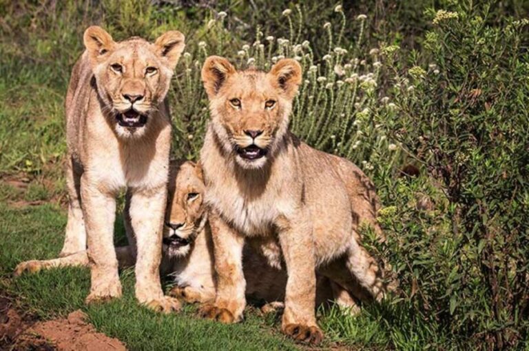 Botlierskop Private Game Reserve: 3.5-Hour Sunset Game Drive - The Value of the Experience