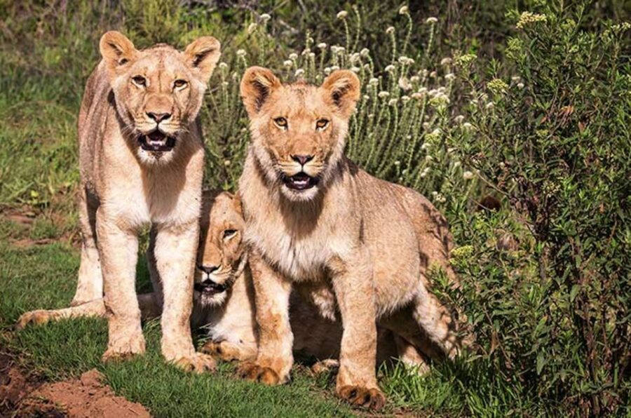Botlierskop Private Game Reserve: 3.5-Hour Sunset Game Drive - The Value of the Experience