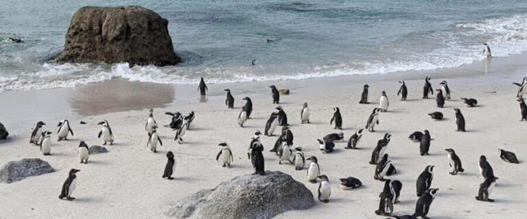 Boulders beach penguins and Wine tasting full-day tour - The Value of This Tour