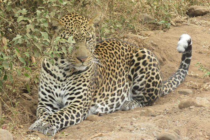 Budget 5 Days Marangu route Kilimanjaro Climbing Group join Tour - Authentic Perspectives and Genuine Insights