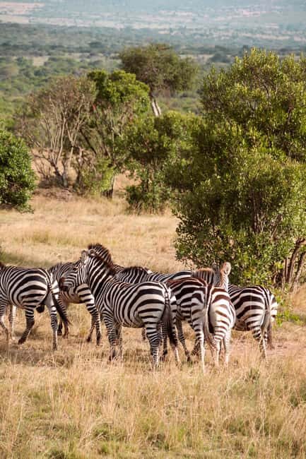 Budget 6-day Safari: Serengeti+Ngorongoro+Tarangire - The Itinerary Breakdown