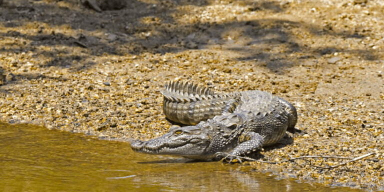 Budget Safari to Wilpaththu National Park from Anuradhapura - The Vehicle and Guide Experience
