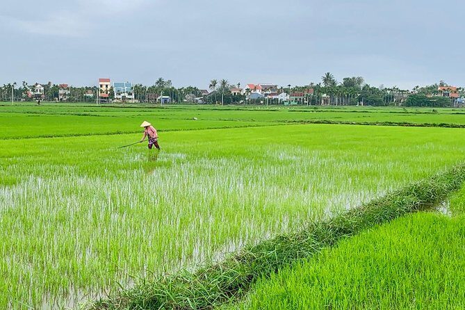 Buffalo Riding and basket boat tour from Da Nang/ Hoi An - Why This Tour Offers Value