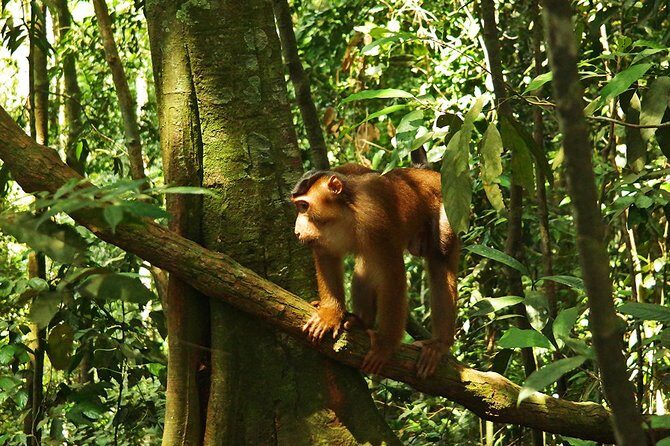 Bukit Lawang Full Day Jungle Trek - Who Should Book This Tour?