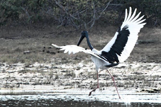 Bundala Birding Paradise - All Inclusive Tour - Final Thoughts: Is This Tour Right for You?