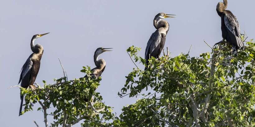 Bundala National Park: 3-Hour Morning or Evening Safari - The Safari Experience: What’s Included and What’s Not