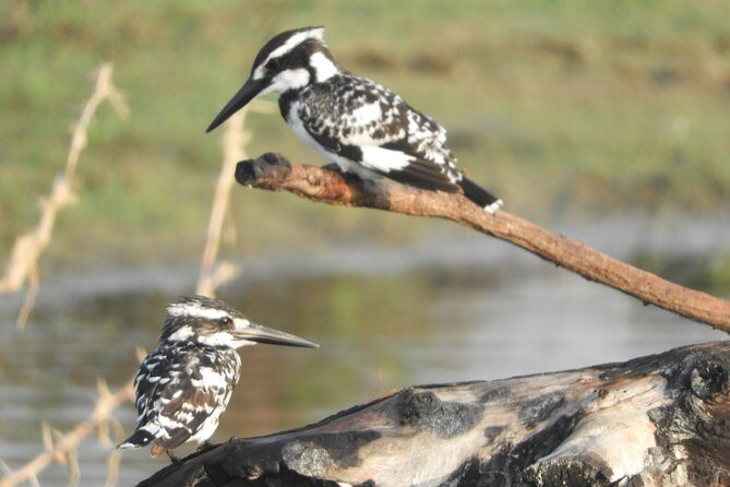 Bundala National Park Birds Watching Safari Tour - Who Should Consider This Safari?