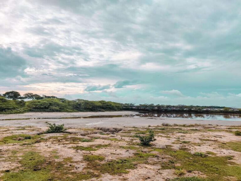 Bundala National Park Safari from Weligama - The Safari Itself: Wildlife and Birdwatching