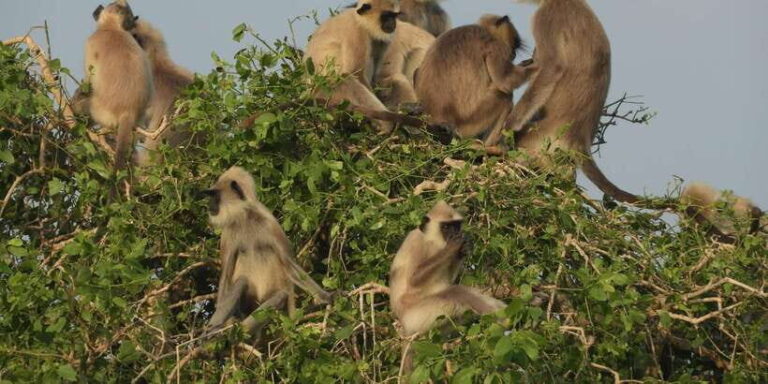 Bundala National Park Safari (PRIVATE TOURS) - What to Expect from the Tour