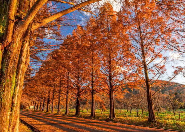 Busan: Damyang Juknokwon Bamboo Forest & Metasequoia Road - Final Thoughts: Why This Tour Is a Great Choice
