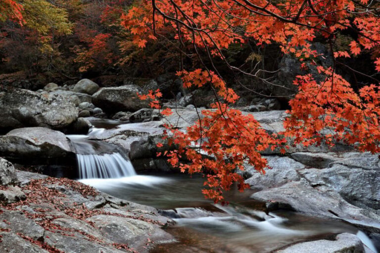 Busan: Mt. Jiri or Juwangsan Park Autumn Foliage Day Tour - Who Will Love This Tour?