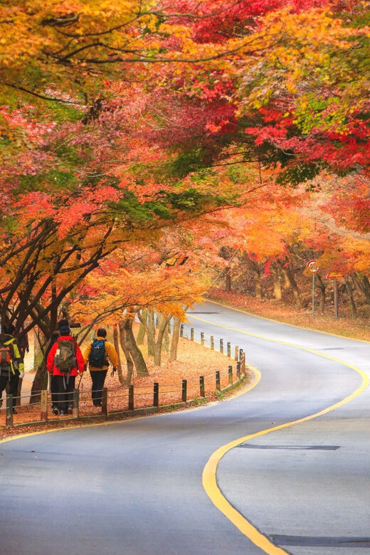 Busan: Naejangsan National Park Autumn Foliage One Day Tour - Who Is This Tour Best For?