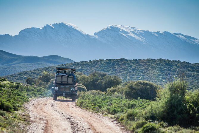 Bush Safari