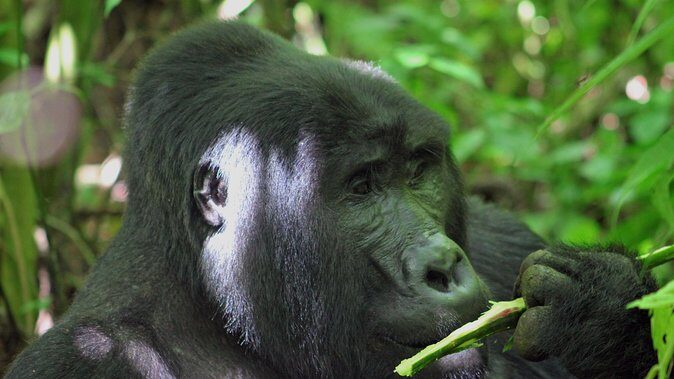 Bwindi Gorilla Safari - 3 Days - What’s Included and What Not