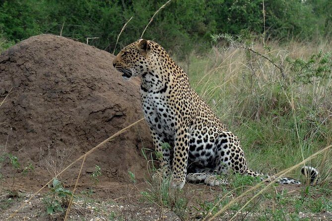 Bwindi impenetrable Kenya Tanzania Gorilla Safari 14 days 13 nights - Some Considerations