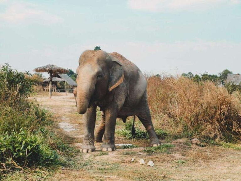 Cambodia Elephant Sanctuary Include Hotel Transfer Roundtrip - The Elephant Cooking Activity