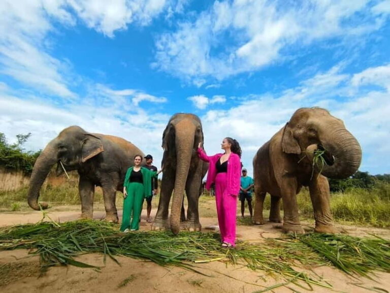 Cambodia Elephants Haft Day Experiences from Siem Reap - An Honest Look at the Experience
