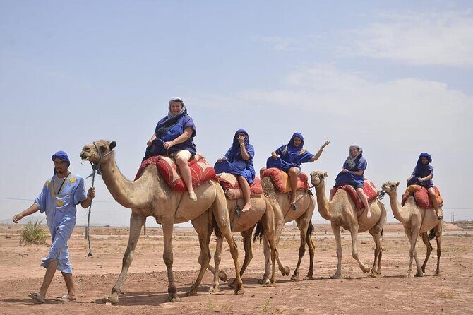 Camel in Marrakech at sunset - Who Will Love This Experience?