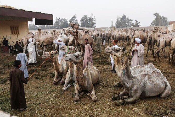 Camel Market Excursion in Cairo - Who Will Love This Tour?