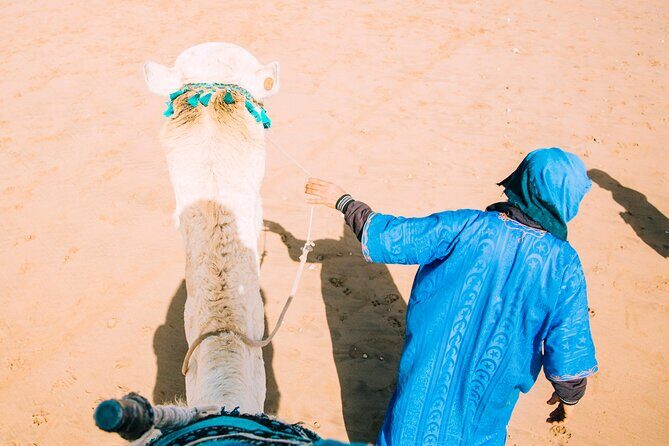 Camel Ride and Dinner in the Agafay Desert with Transportation - Who Will Love This Tour?