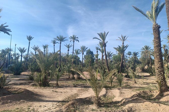 Camel ride at sunset in Marrakech palm grove - Authenticity and Cultural Depth